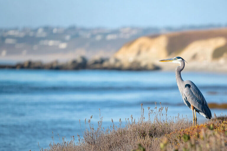 9 Fascinating Critters You Can Find at Point Loma’s Cabrillo National Park